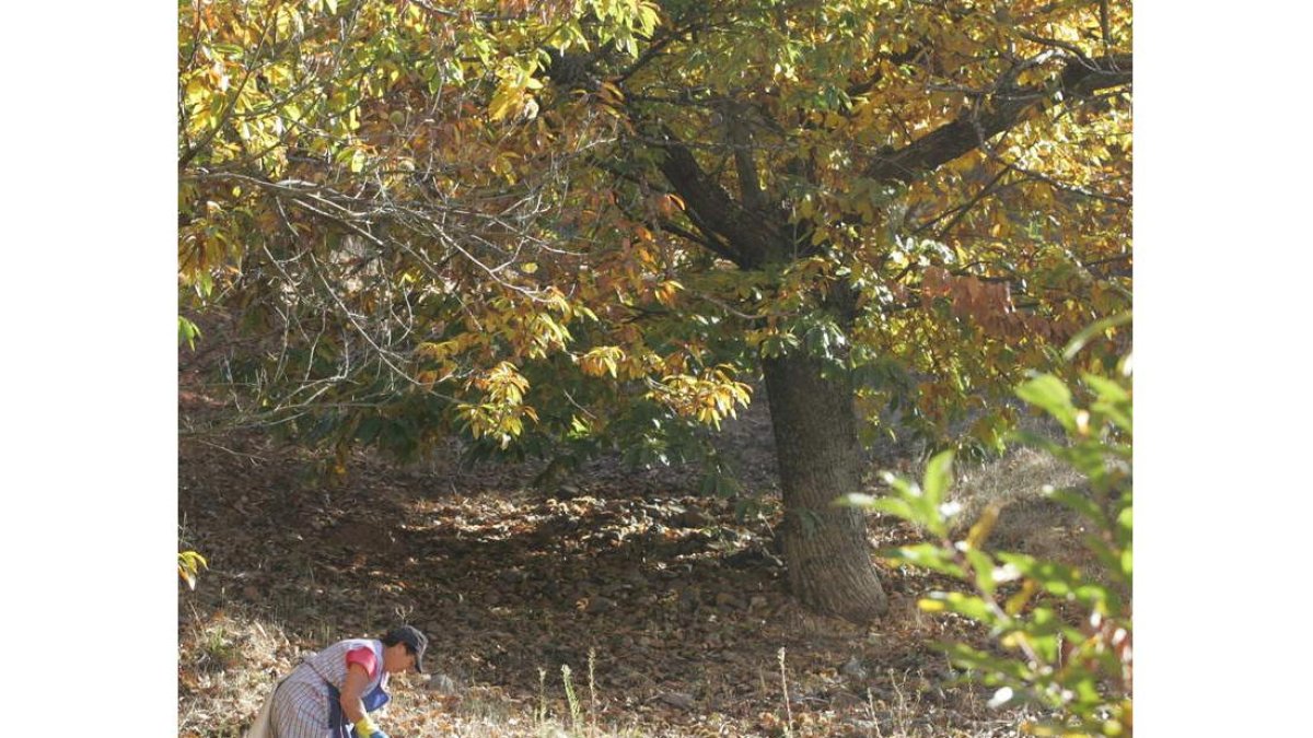 Con la recuperación de los sotos de castaños se limpia el monte y se previenen los incendios. DE LA MATA