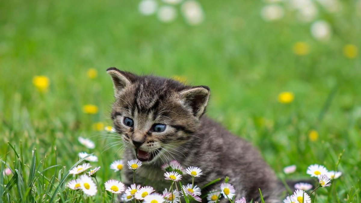 Un gato, en una imagen de archivo