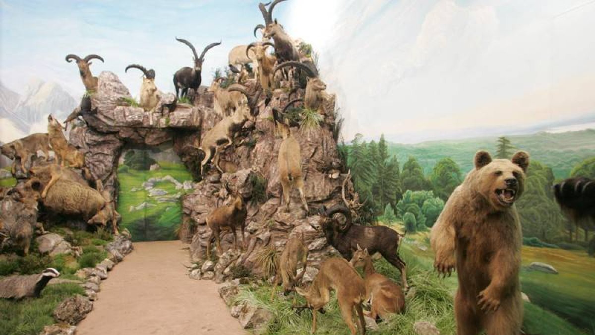El museo de Valdehuesa cede una selección de animales para que sean exhibidos junto a otros en Canadá y Alaska