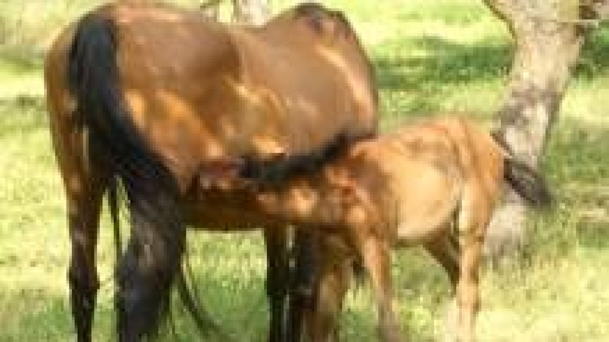 Una yegua amamanta a su potro en los alrededores de Cabanillas