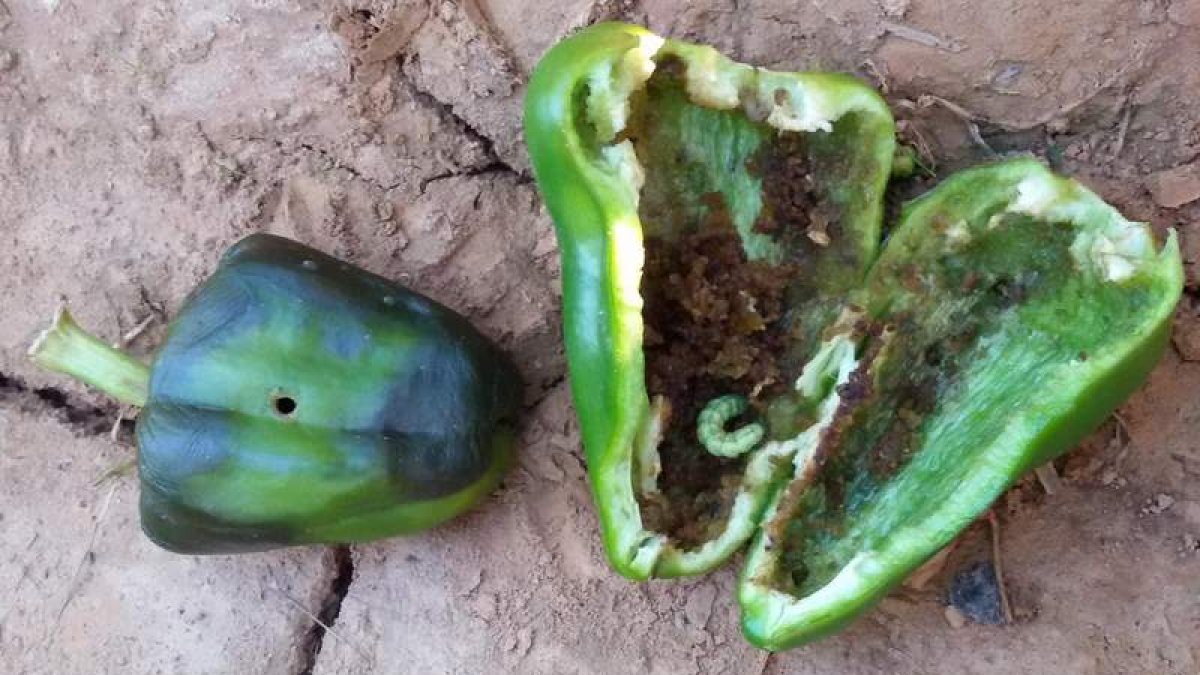 Pimientos afectados por la oruga Spodoptera exigua.