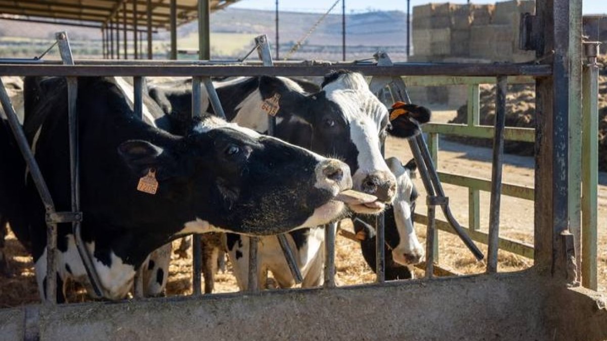 La polémica por la calidad de la carne no cesa. DL