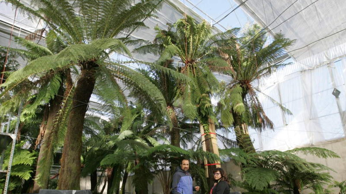 Imponente aspecto que presentan las dicksonias, helechos hechos árboles con el tiempo. L. DE LA MATA