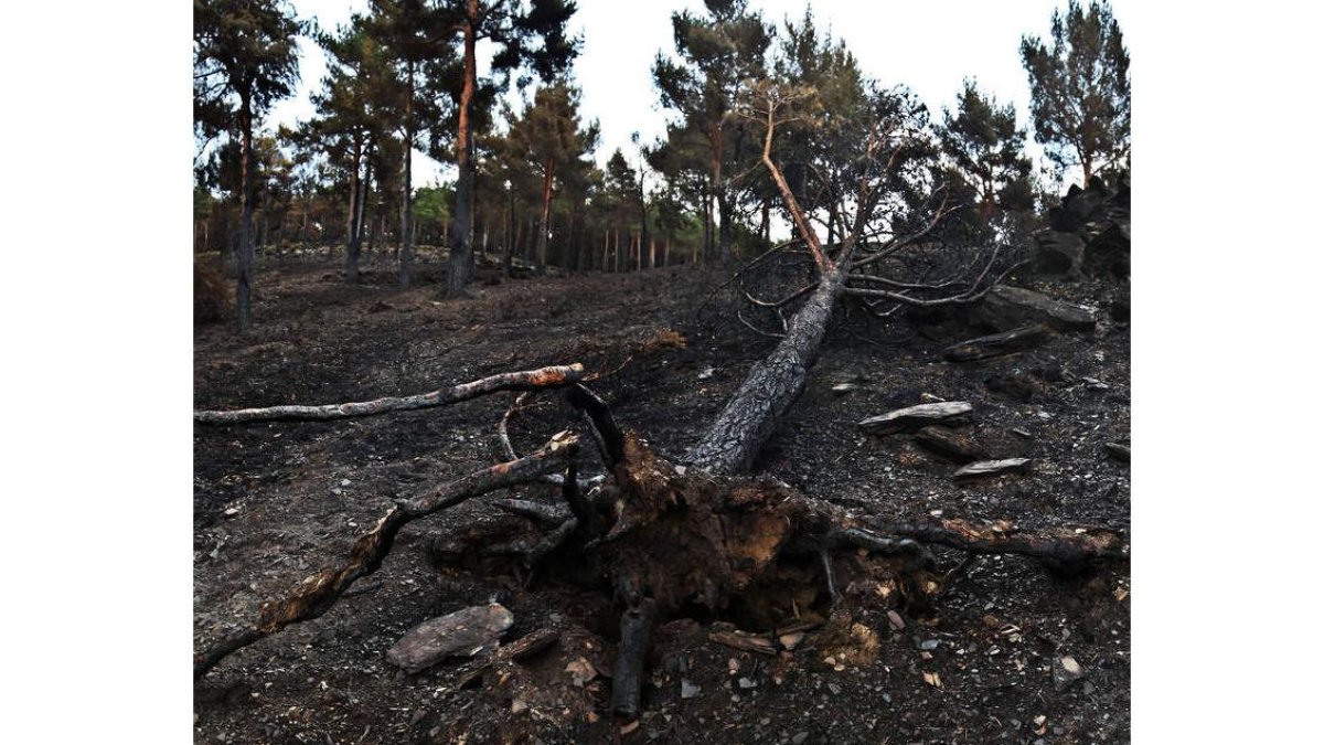 El incendio se declaró el pasado 21 de agosto y calcinó cerca de diez mil hectáreas. RAMIRO