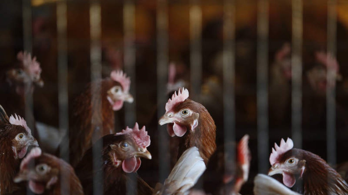 Gallinas en una explotación leonesa. efe