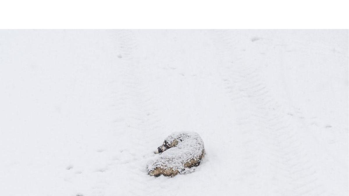 iMAGEN DEL MASTÍN LEONÉS