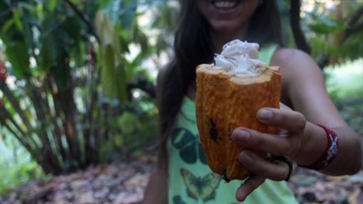 Una mujer muestra el fruto del cacao.