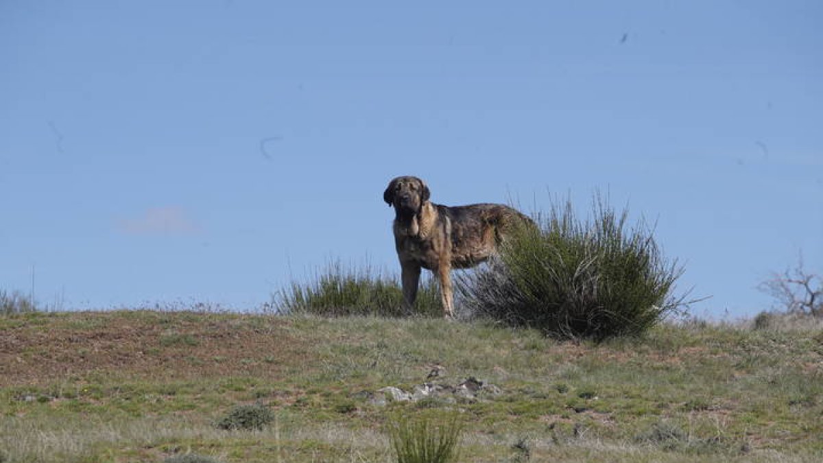 Rodaje de un documental sobre el mastín leonés. RAMIRO