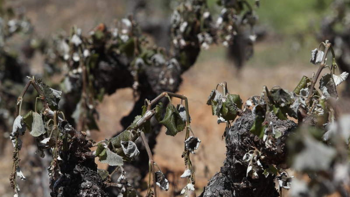 Imagen de archivo de una cepa tras la helada. L. D. M.