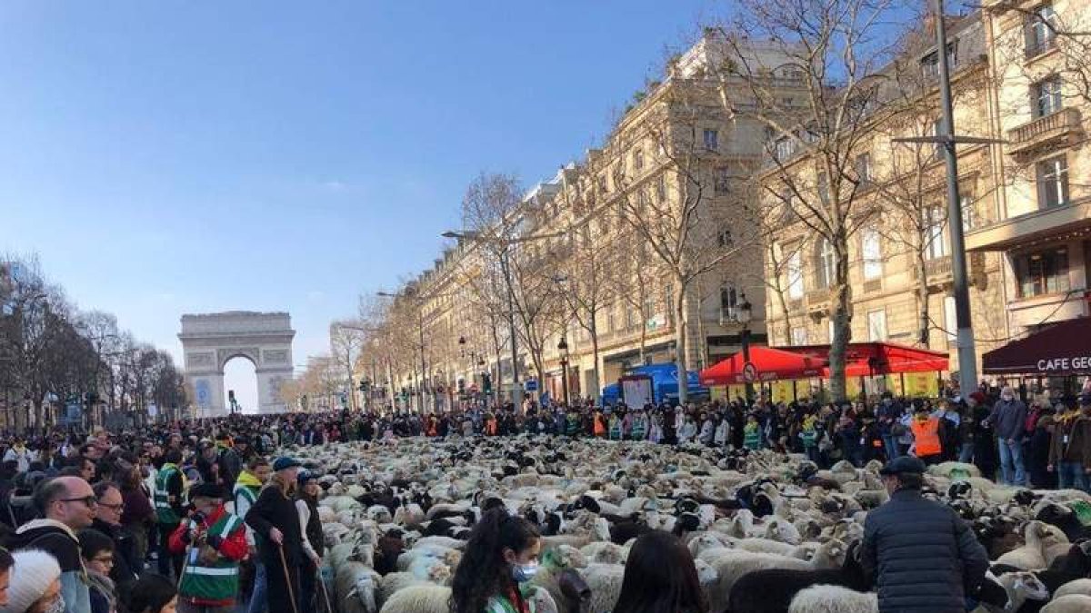 Un total de 2.022 ovejas bearnesas atravesaron ayer los Campos Elíseos para reivindicar la trashumancia. SALON INTERNATIONAL DE L’AGRICULTURE