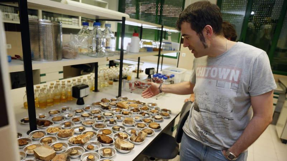 Carlos Barreiro es director del Inbiotec y coordina el proyecto Pro-Wood que eligió el pueblo berciano de Villavieja para las muestras.