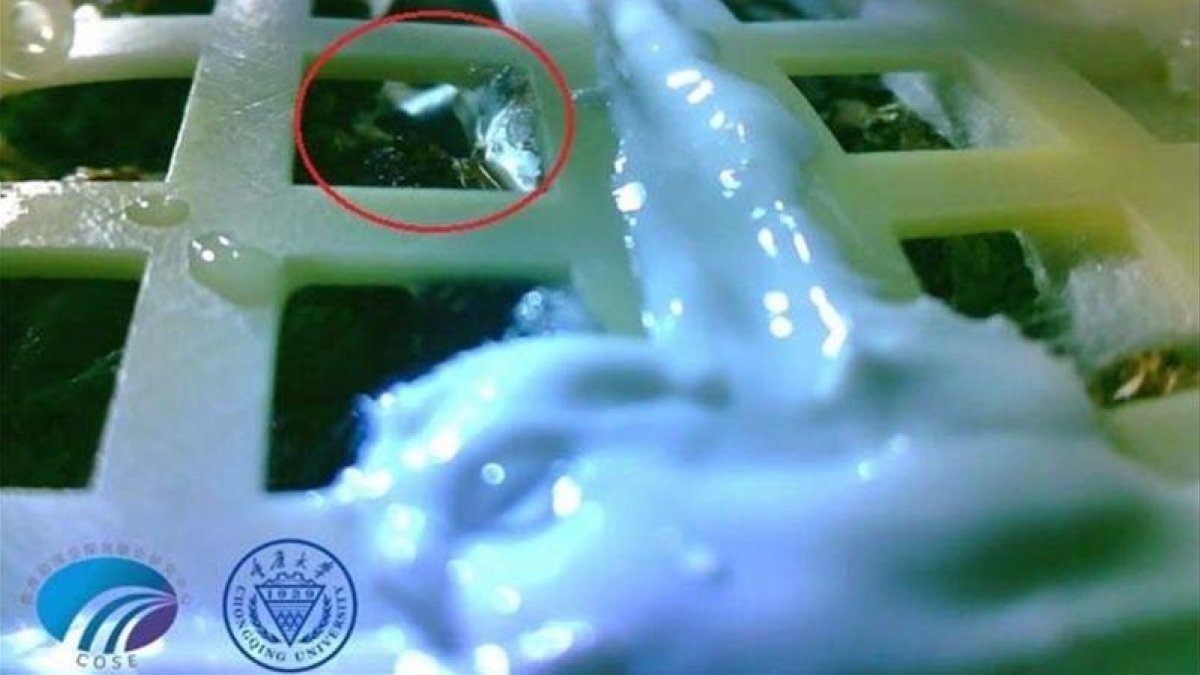 Fotografía facilitada por la CNSA del brote de algodón en la Luna.