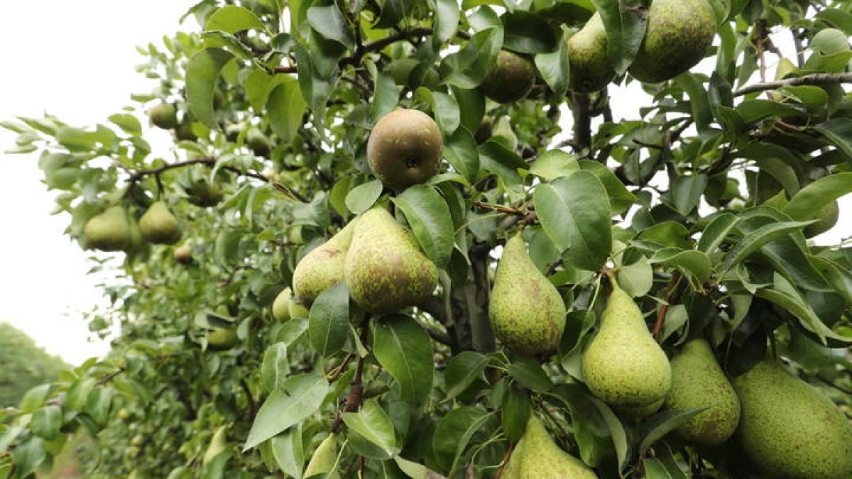 Pera Conferencia en una parcela en Carracedelo.