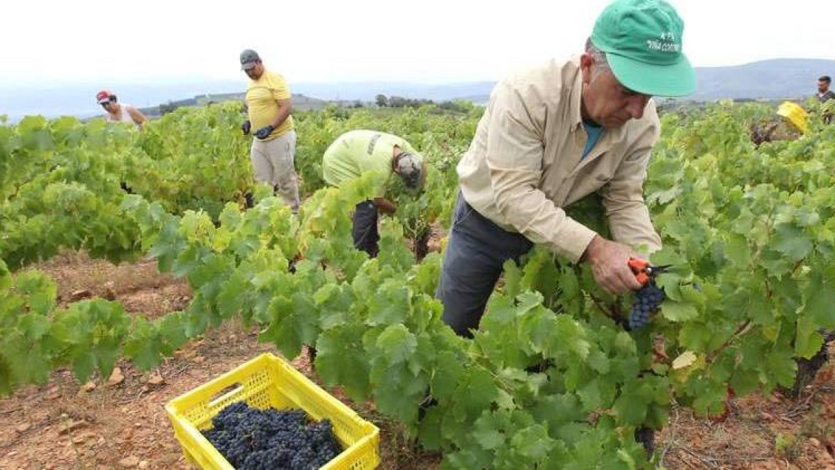 Las uvas de la última cosecha han dado lugar a un vino de una calidad inmejorable.