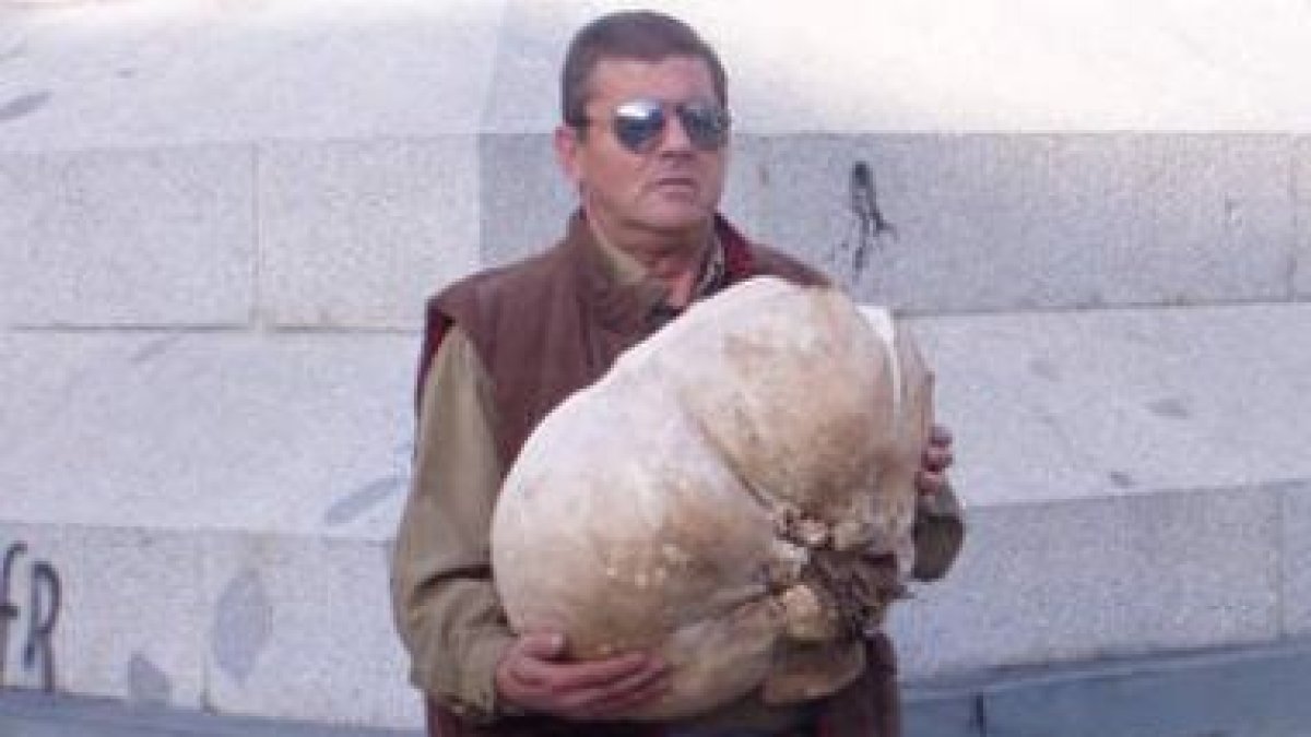 Detalle de la seta gigantesca hallada en Rabanal del Camino.