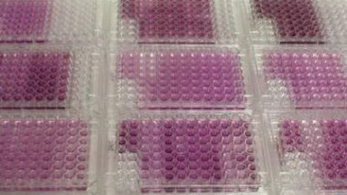Muestras de microorganismos marinos con los que trabaja el instituto biotecnológico.