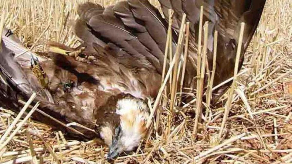 Un aguilucho muerto.