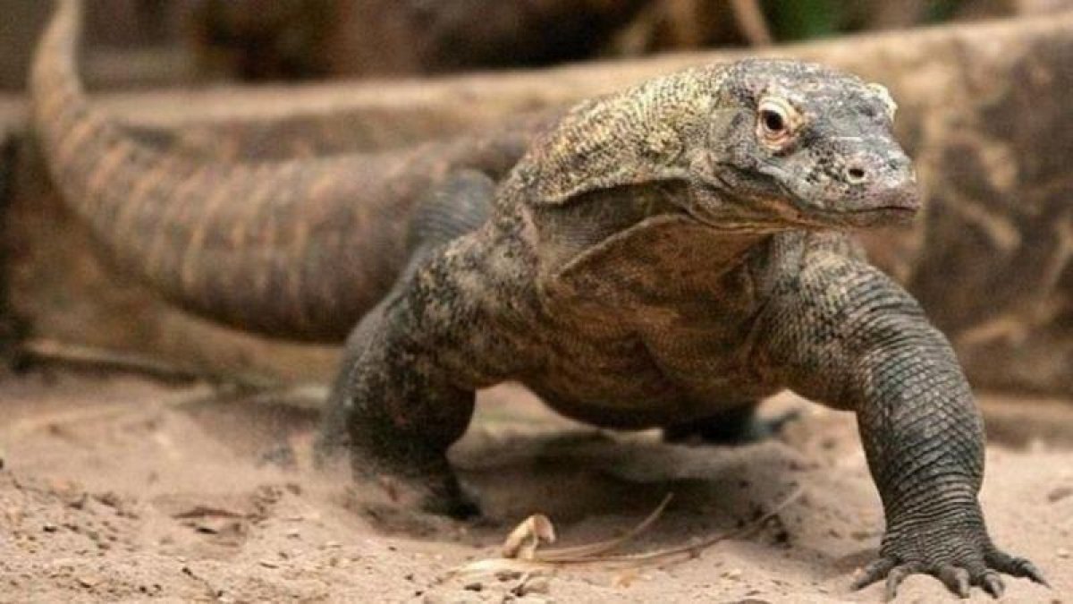 Ejemplar de un dragón de Komodo.