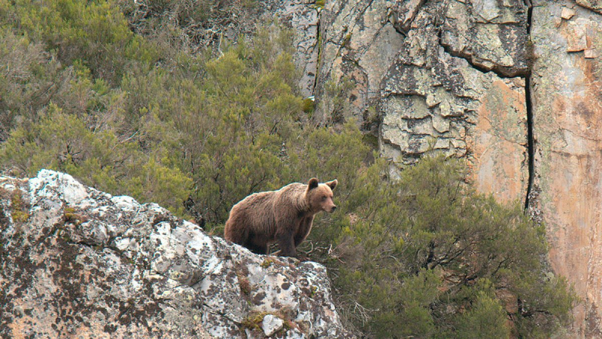 Oso-cantabrico-en-Alto-Sil_FotoFOP_20050589