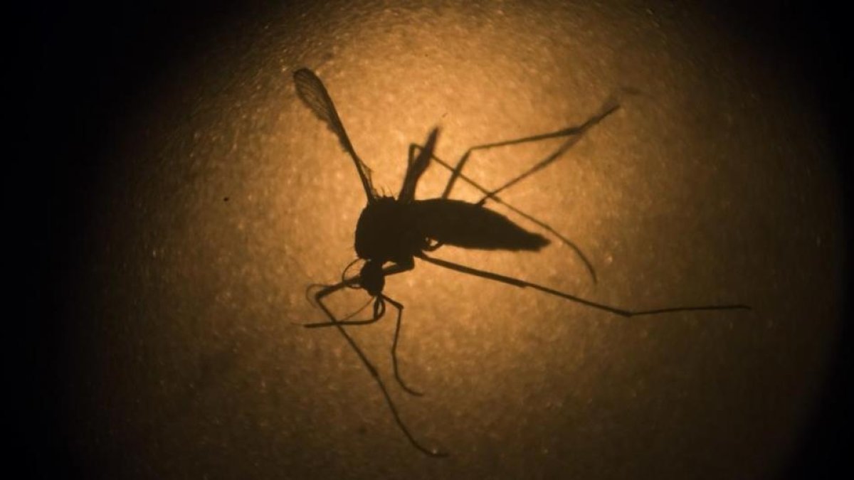 El mosquito transmite el virus del Oropouche