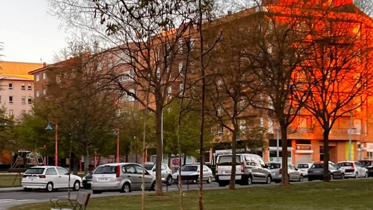 Repoblación de árboles en barrios de León. AYUNTAMIENTO DE LEÓN