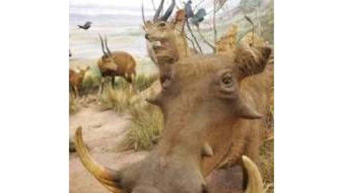 En el Museo de la Fauna Salvaje se exhiben más de 8.000 especies