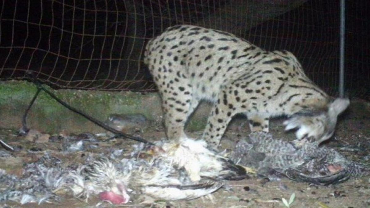 Uno de los linces que ha sido sorprendido en pleno festín.