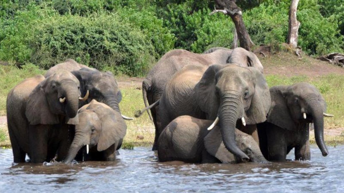 Unos elefantes beben agua en un parque africano.