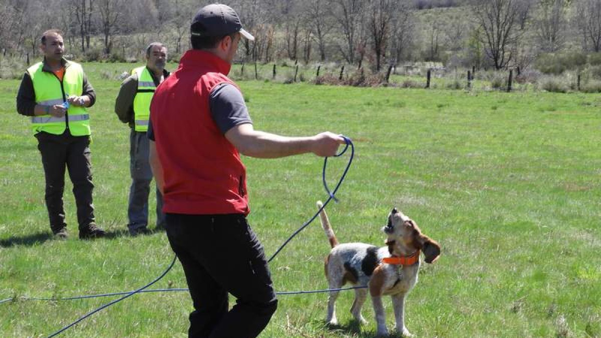 Un momento de la competición de perros de rastro celebrada en Anllares del Sil.