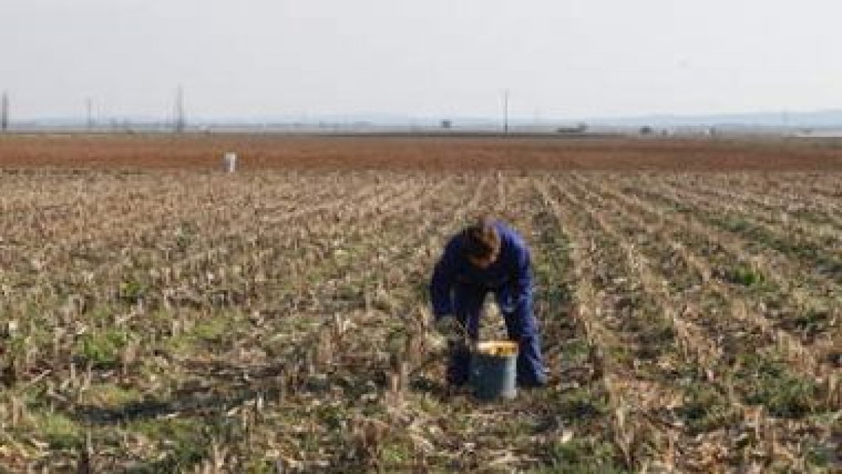 Un mujer realiza tareas agrícolas en una finca del Páramo leonés.