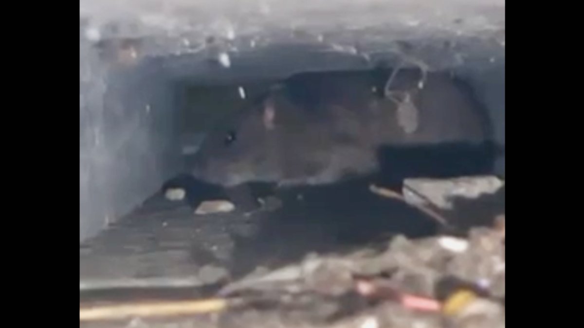 Captura de pantalla de una de las ratas filmadas en el centro de León. DL