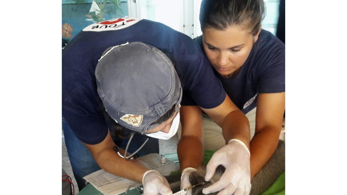 Los animales que sobrevivieron estaban desnutridos y mal cuidados . ANA CÁRDENES