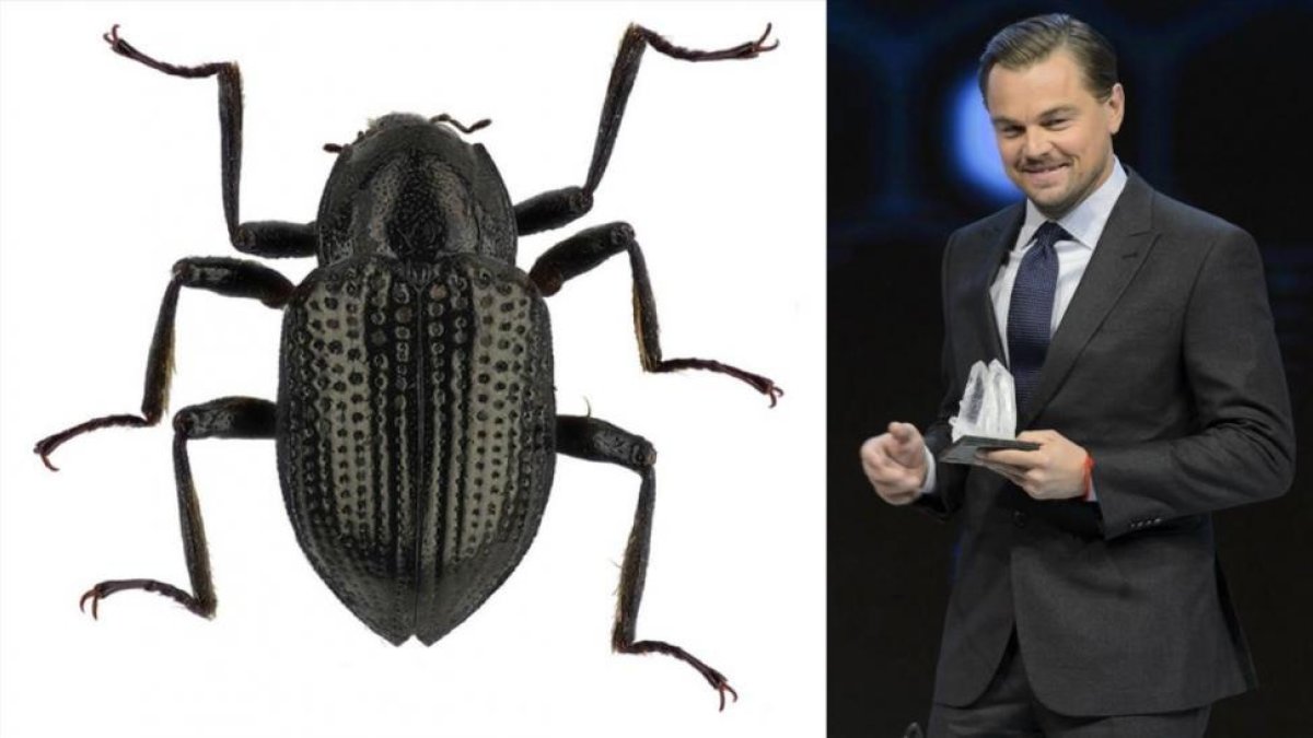 El actor y activista ambiental Leonardo DiCaprio al lado de la nueva especie de escarabajo acuático bautizado en su honor /