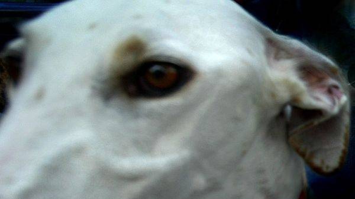 La mirada de un galgo.