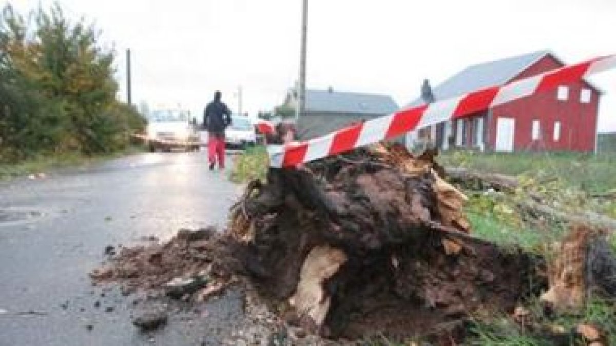 Los bomberos terminaron de talar el árbol en la calle Carreros de San Juan.