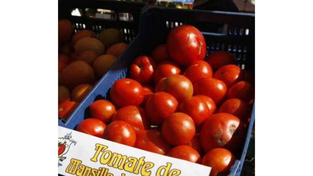 Este año se han producido 16.000 kilos de tomates en la zona.