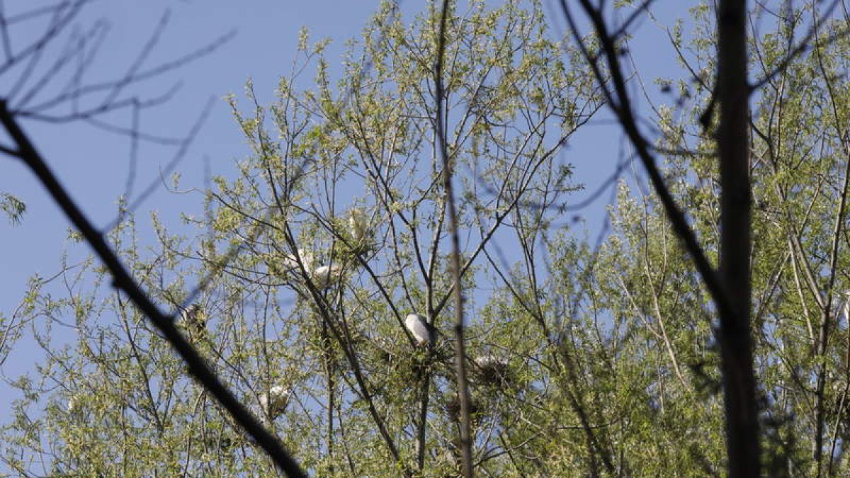 Las colonias de martinetes y garcillas bueyeras anidan en la vegetación de la isla del Bernesga a la altura del puente de San Marcos. MARCIANO PÉREZ