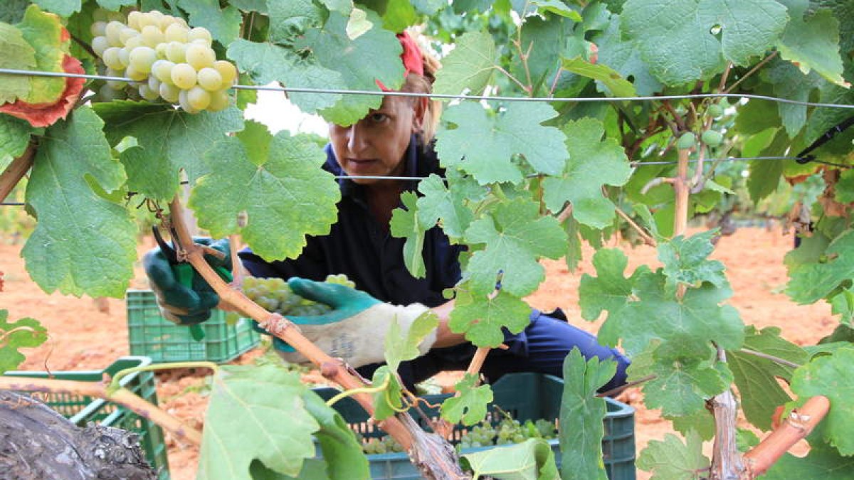 En el Palacio de Canedo se recogen ya las uvas para la elaboración del popular Xamprada.