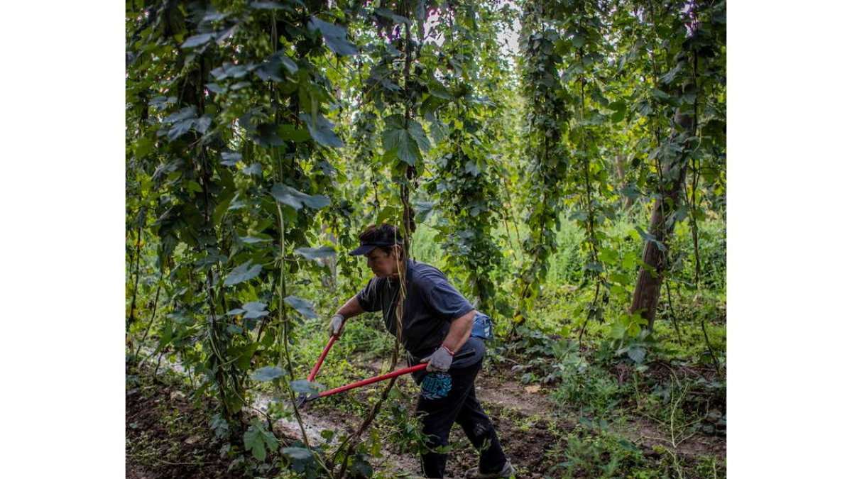 Una mujer trabaja en una plantación de lúpulo. efe