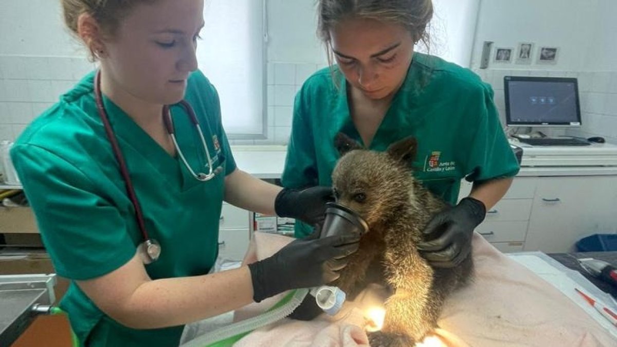 Las veterinarias cuidan del osezno en Valladolid. DL