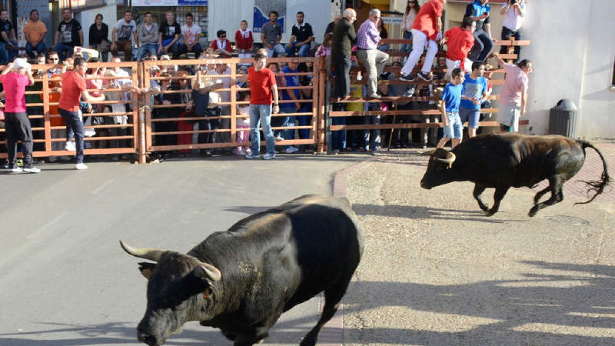 Los novillos de Antonio Pérez de San Fernando pasan sin corredores entre sus astas.