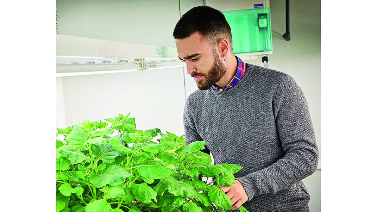 La planta desarrollada por el CSIC para repeler las plagas. CSIC