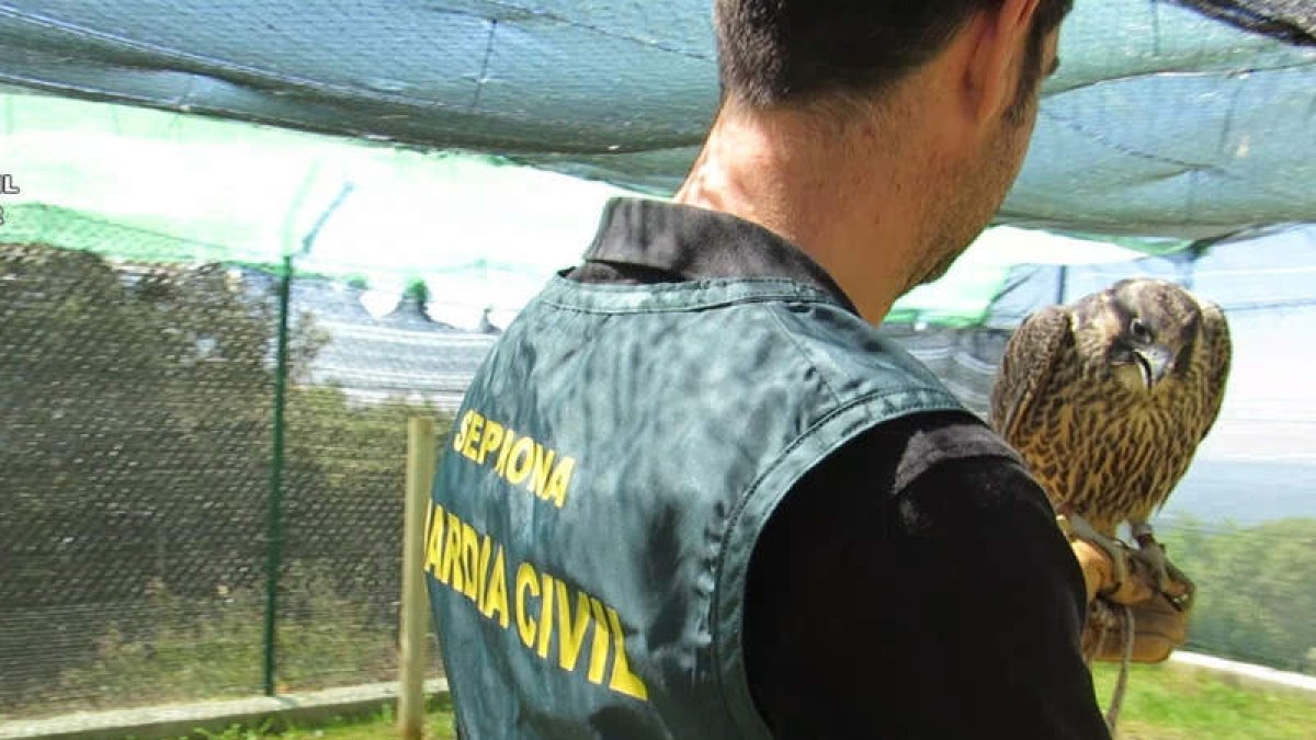 Un agente del Seprona de la Guardia Civil sujeta en su mano un ejemplar de halcón