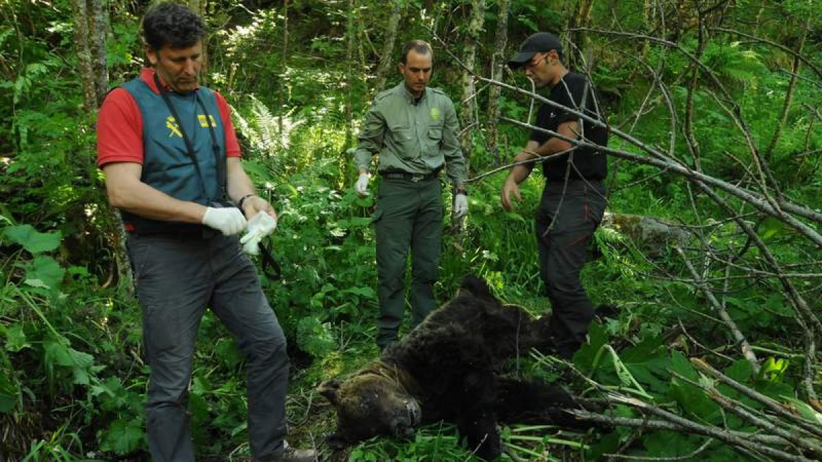 Agentes del Seprona con los restos de un oso localizado en Rabanal de Arriba, en la comarca de Laciana. DL