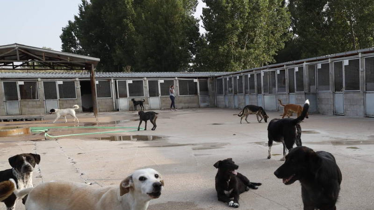 Instalaciones de la Protectora de Animales de León.