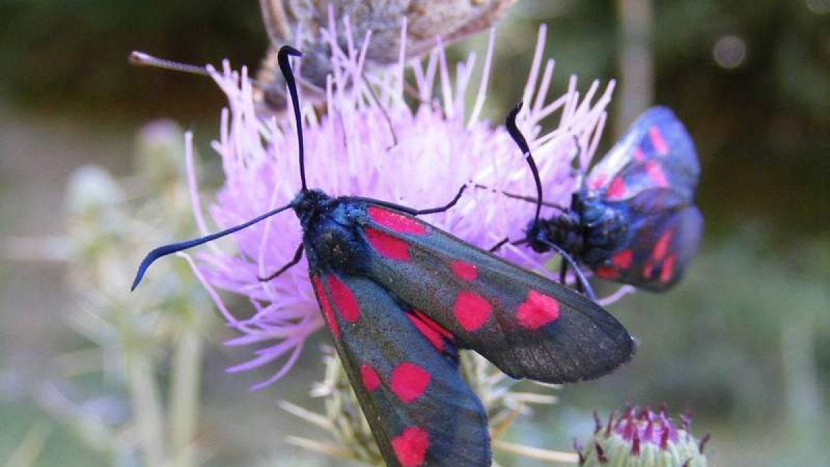 La heterogynis yerayi o enlutada cántabra fue descubierta en 2011 en el parque nacional.