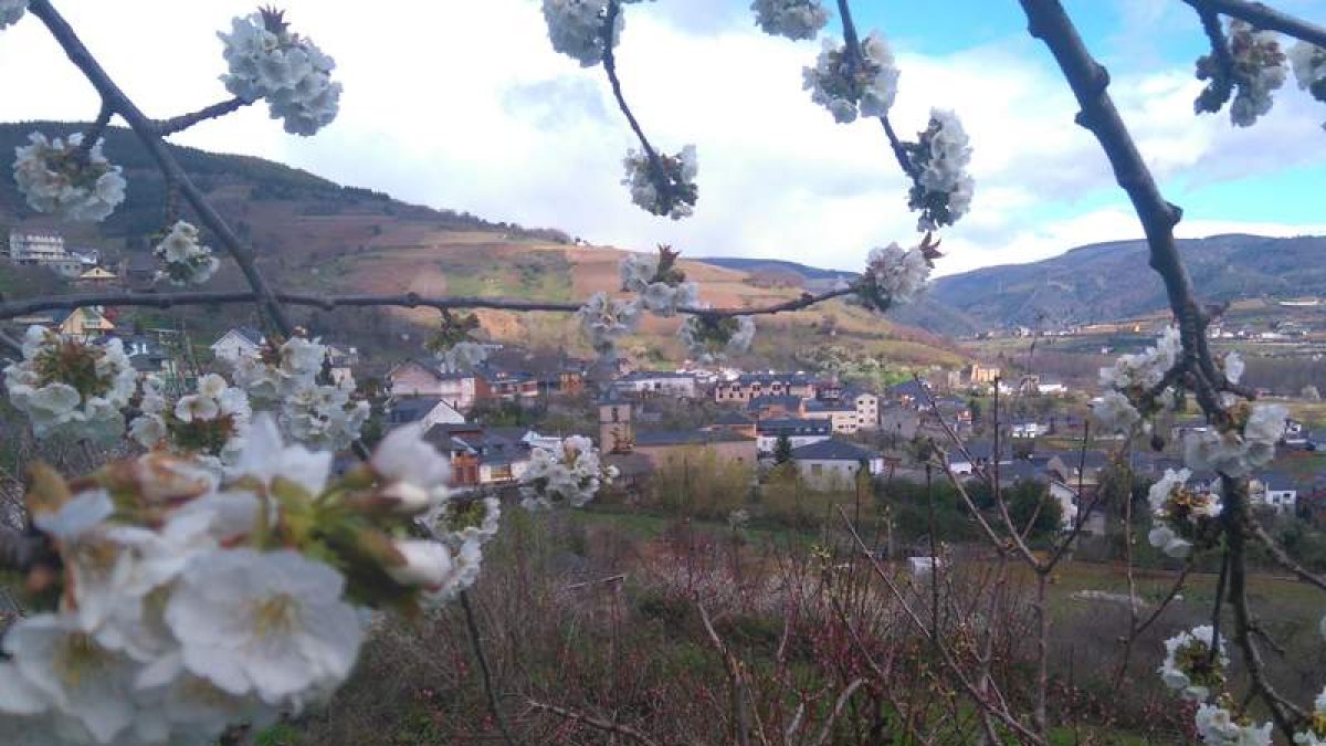 El blanco de la flor de cerezo ya tiñe el paisaje. DL