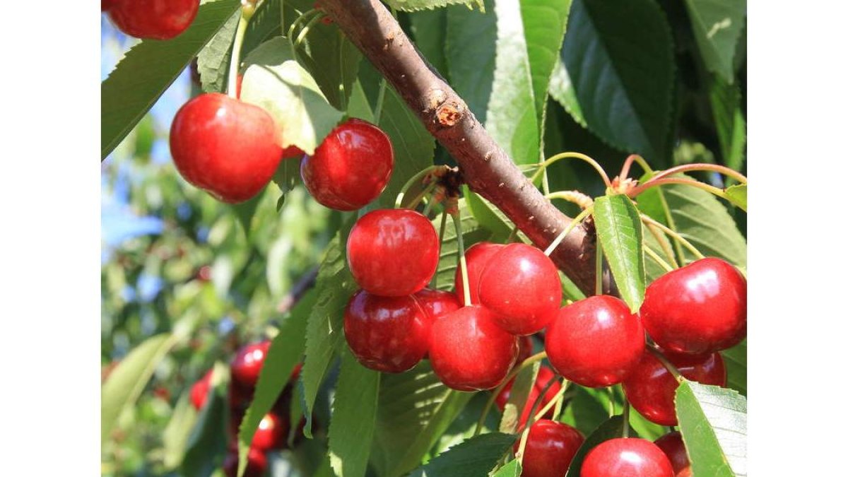 El verano es abundante en frutas refrescantes y depurativas como las cerezas.