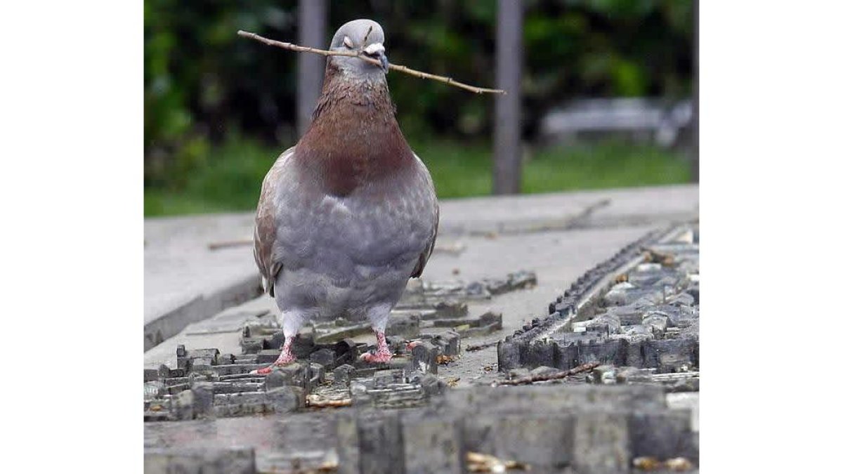 La proliferación de palomas hace que el Ayuntamiento apruebe un plan de control. RAMIRO
