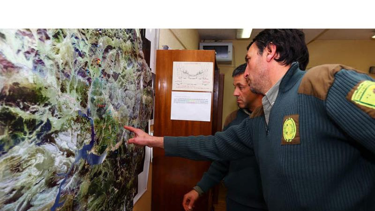 El pasado año se soltaron tres urogallinas en Picos de Europa cuyos movimientos fueron seguidos por agentes de la Junta.